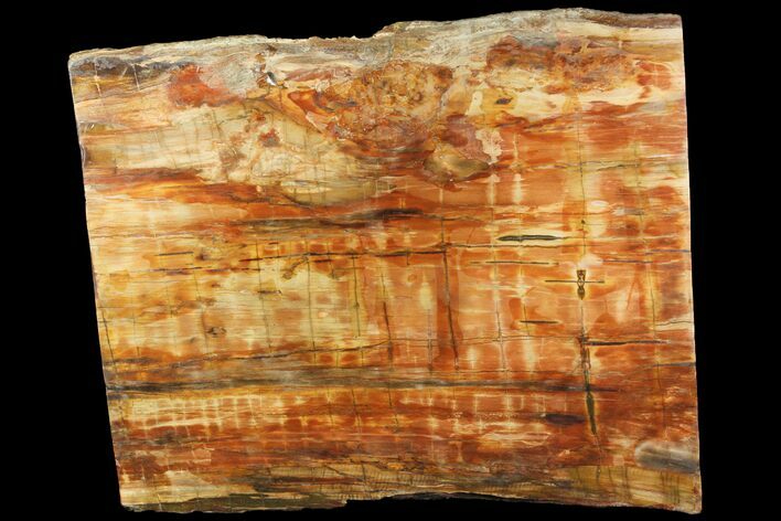 Wide, Thick, Petrified Wood (Araucaria) Slab - Madagascar #118586